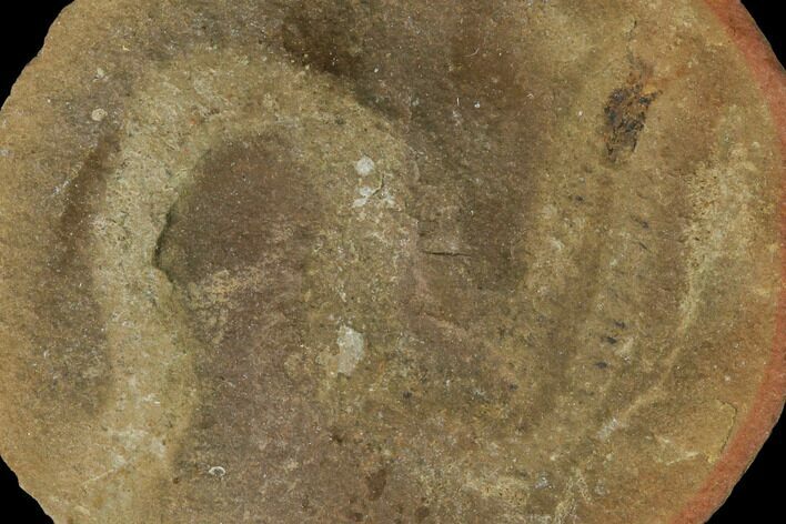 Fossil Ribbon Worm (Archisymplectes) Nodule - Illinois #142477